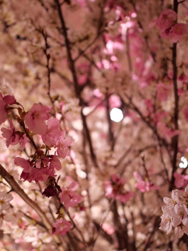 Party Report at グランドハイアット東京 ～cherry blossom party～ APR.2019