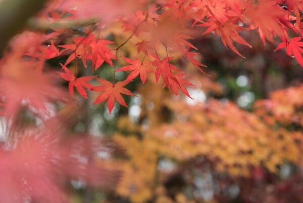 Party Report at THE FUJIYA GOHONJIN