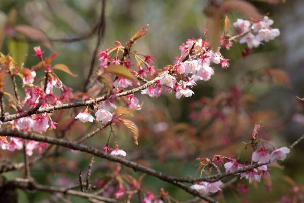 Party report at THE SODOH HIGASHIYAMA KYOTO(ザ ソウドウ ヒガシヤマ キョウト）~Live, love, laugh and be happy ~MAR.2020